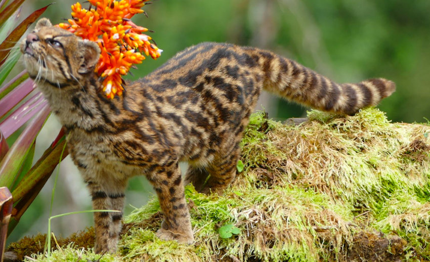  #EnCorto: cuatro claves sobre el tigrillo, un gato silvestre poco estudiado