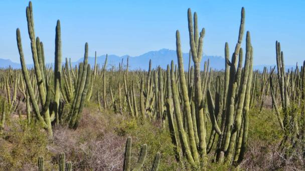  Buscan que Bosque Pitayal sea área natural protegida en el Sur de Sonora