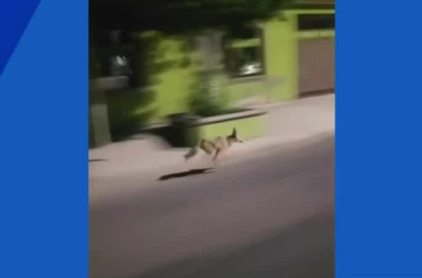  Captan a coyote corriendo por calles de Hermosillo, Sonora| Telediario México