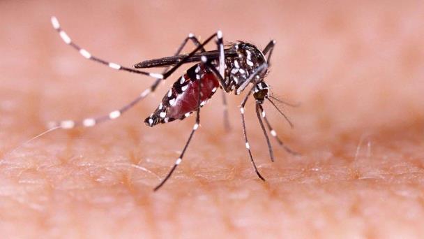  Disminuyen casos de dengue en Sonora – Expreso