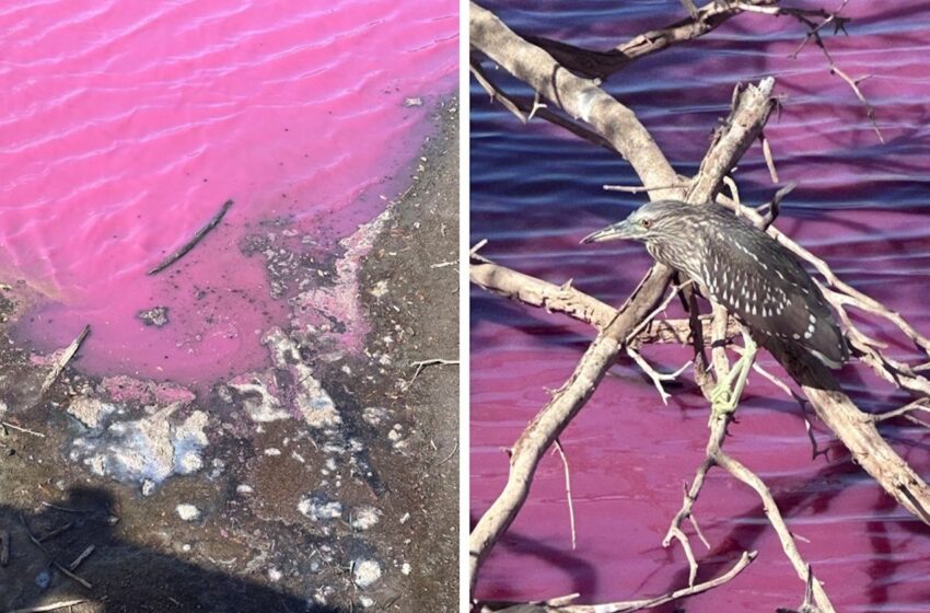  El agua de un marisma de Maui en Hawaii, se ha vuelto a sorprendente color rosa muy llamativo