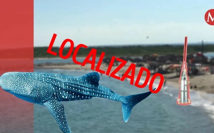  Encuentran localizador extraviado de tiburón en playa de Tamaulipas – Grupo Milenio