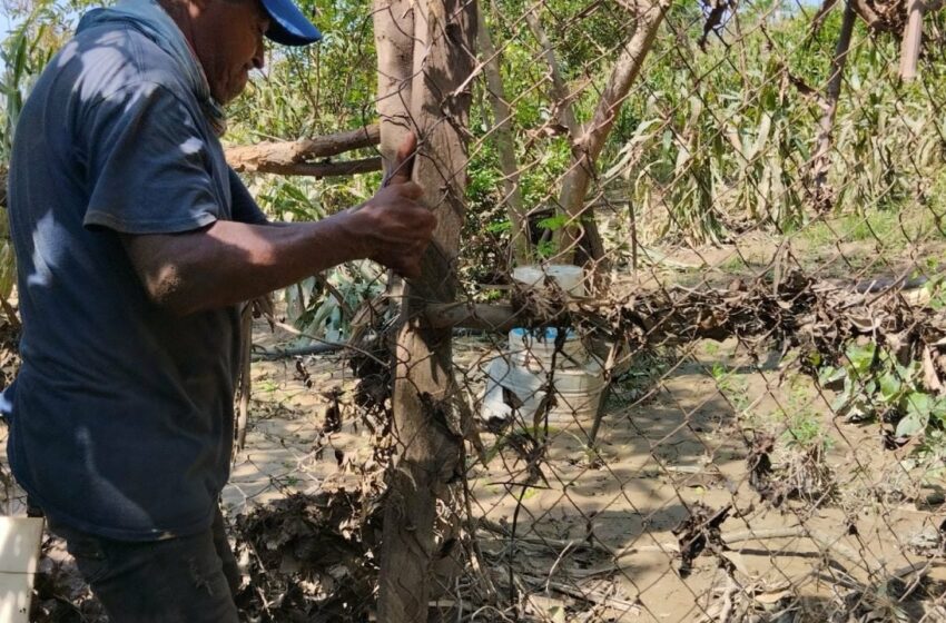  Cosechas de Cacahuatepec se perdieron tras el paso del huracán Otis – Proceso