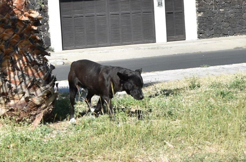  Llama medio ambiente a responsabilidad social ante ante abandono de mascotas