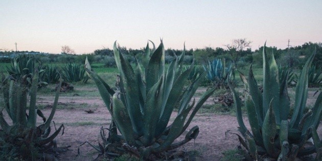  El agave de Michoacán para producción de tequila será libre de deforestación