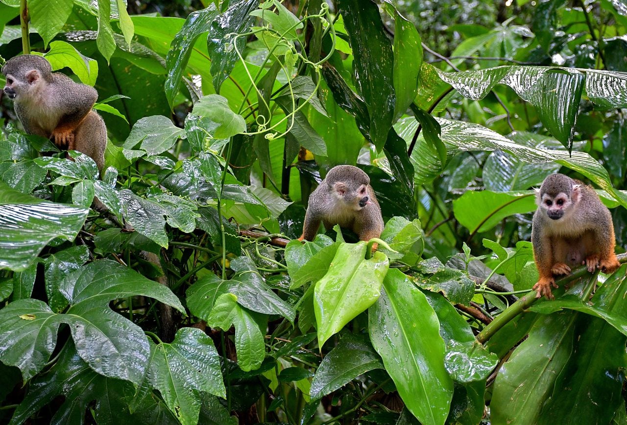 diversidad, aventura, cultura y aprendizaje es lo que tiene por ofrecer Amazonas, ubicado en el extremo sur del país, en gran parte al sur de la línea ecuatorial, en la región Amazonía, un destino que  aún está por descubrir.