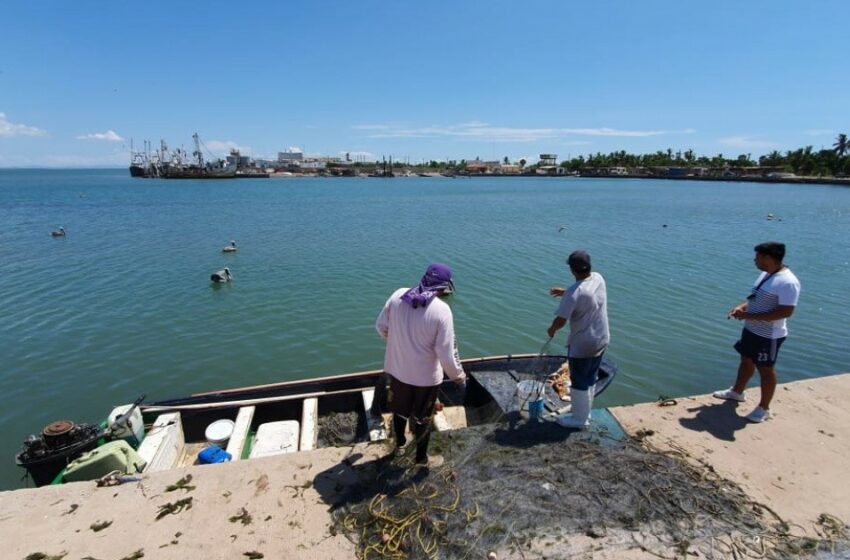  Alerta pescador sobre presencia de tiburón cerca de Yavaros | Noticias de Sonora