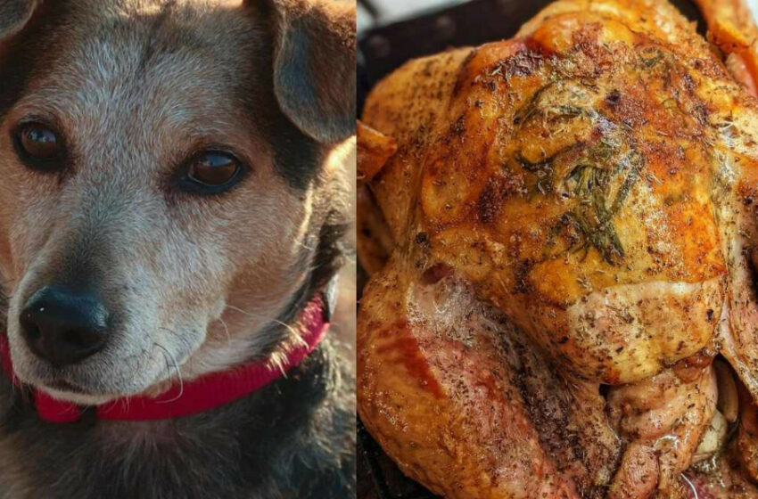  Cena de Navidad peligrosa para perros; ¿qué sobras no debes dar? – Excélsior