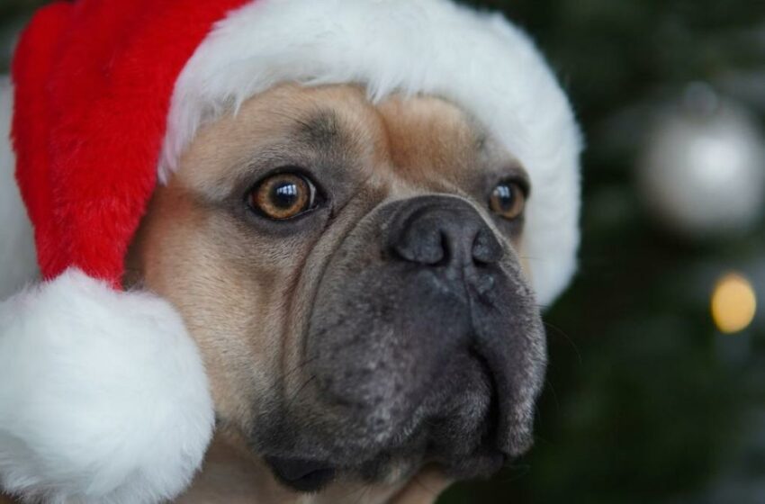  Cena Navideña: esto le puedes dar de comer a tu mascota el 25 de diciembre