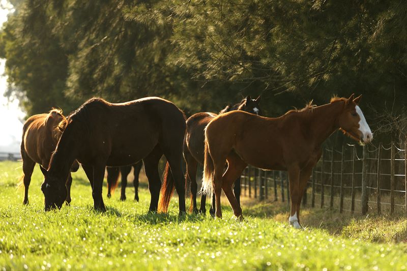  ¿Por qué estamos experimentando un brote de Encefalomielitis Equina del Oeste?