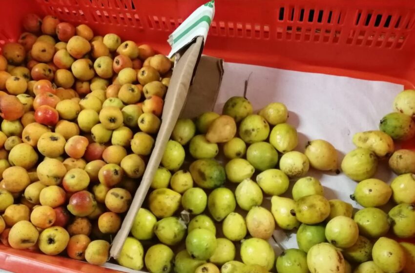  Aumento de precio en alimentos afecta a la economía de amas de casa fresnillenses