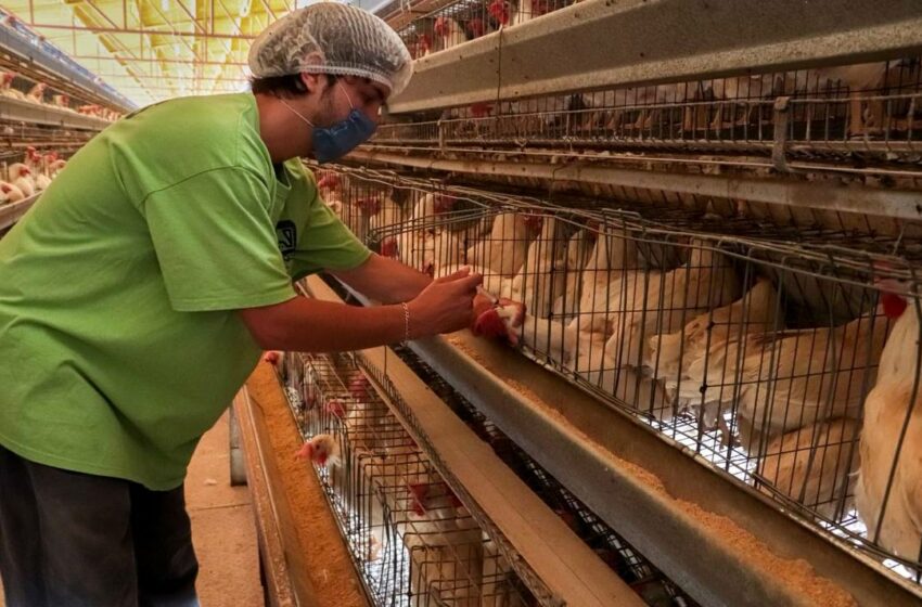  Plan de bioseguridad evitará nuevos brotes de influenza aviar en Sonora – El Sol de Hermosillo
