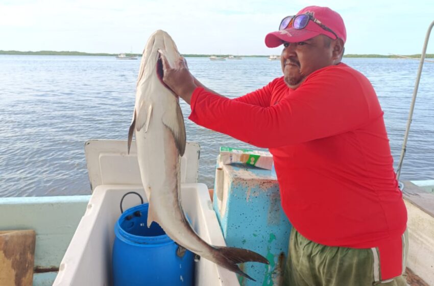  ''La temporada de pulpo ya terminó'': pescadores reportan la peor pulpeada – Diario de Yucatán