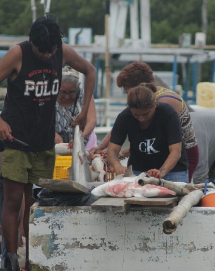  Veda del mero en Yucatán: confirman aumento en el Programa de Apoyo a Pescadores