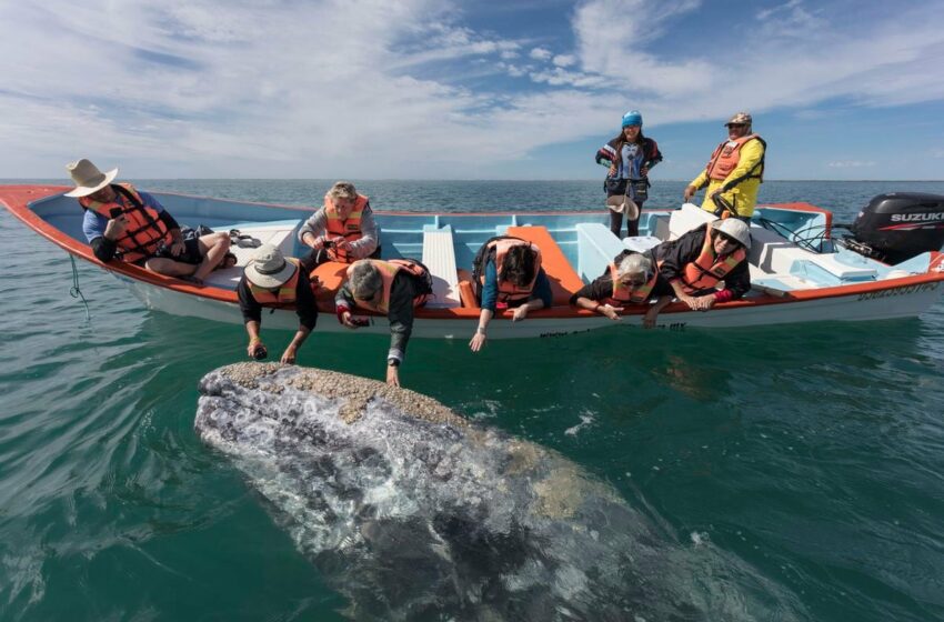  Temporada de ballenas en México: fechas, lugares de avistamiento y cómo observarlas … – EL PAÍS