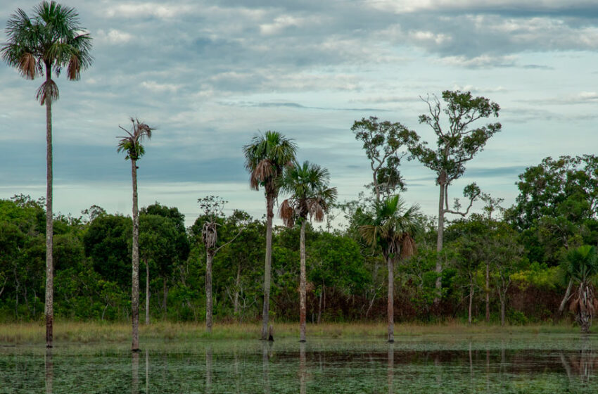  Serranía de Manacacías fue declarada como Parque Nacional Natural