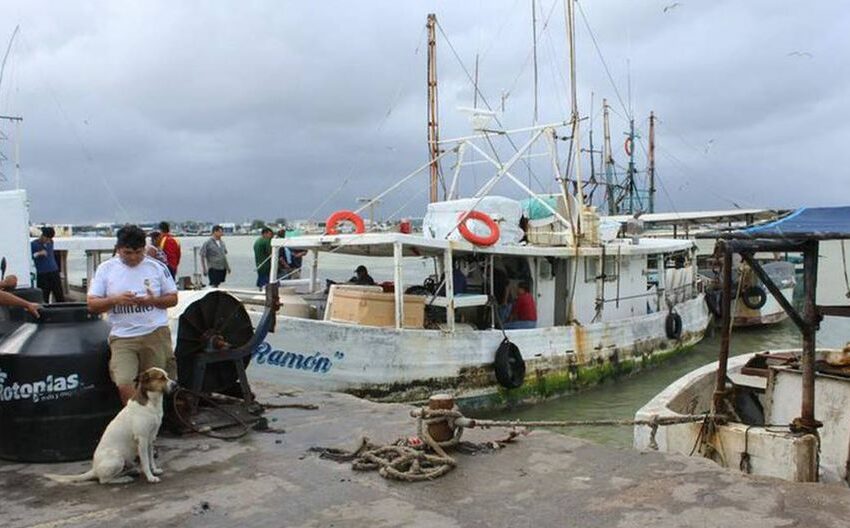  Pescadores yucatecos resignados, con baja captura de pulpo – El Universal