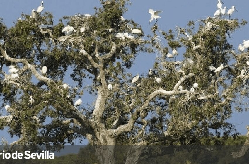  El PSOE pide la dimisión del consejero de Medio Ambiente tras perder Doñana un sello verde