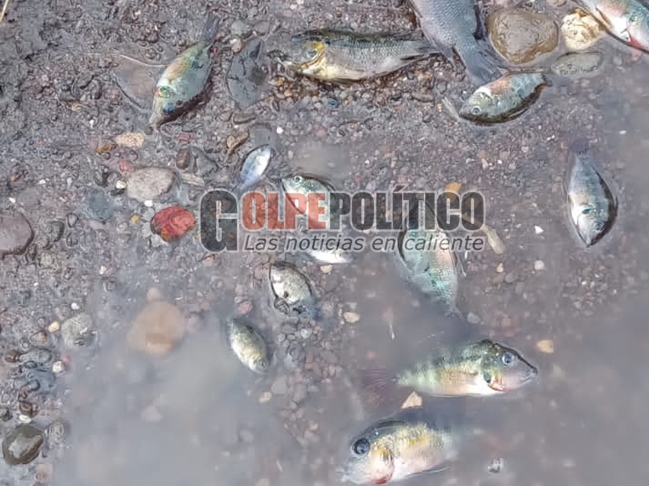  ¡Irresponsables! Alcoholera Zapopan contamina gravemente al Río Atoyac – Golpe Político