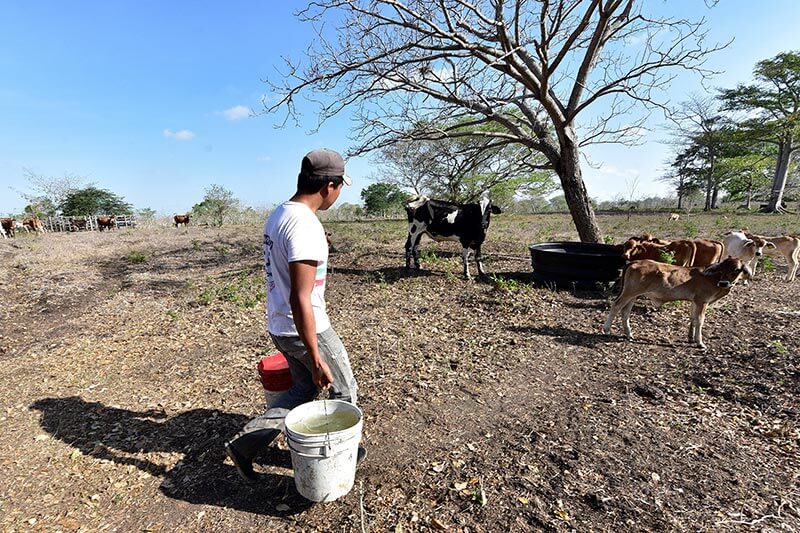  SEQUÍA DURO GOLPE PARA GANADEROS DEL SUR DE SONORA