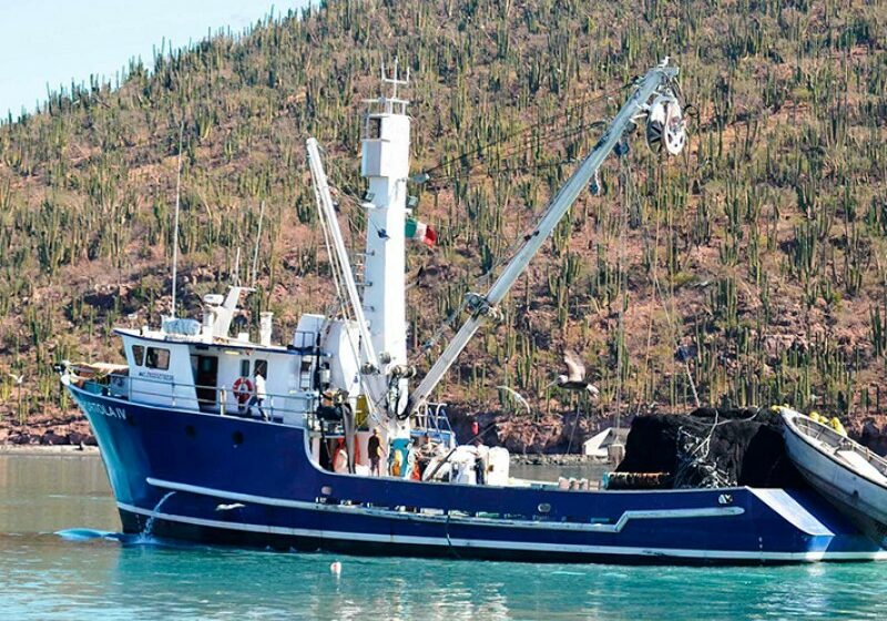  Continúa la buena demanda de sardina en la región – meganoticias