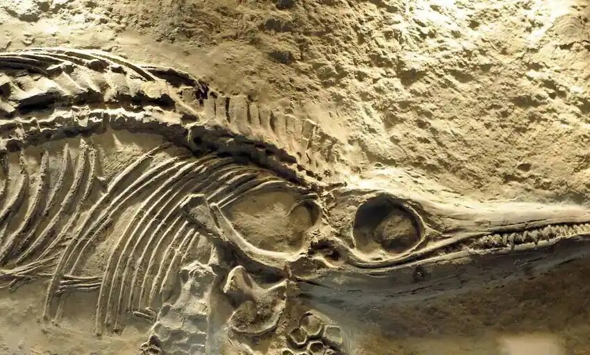  Este ‘dragón’ japonés aterrorizó los mares hace 72 millones de años