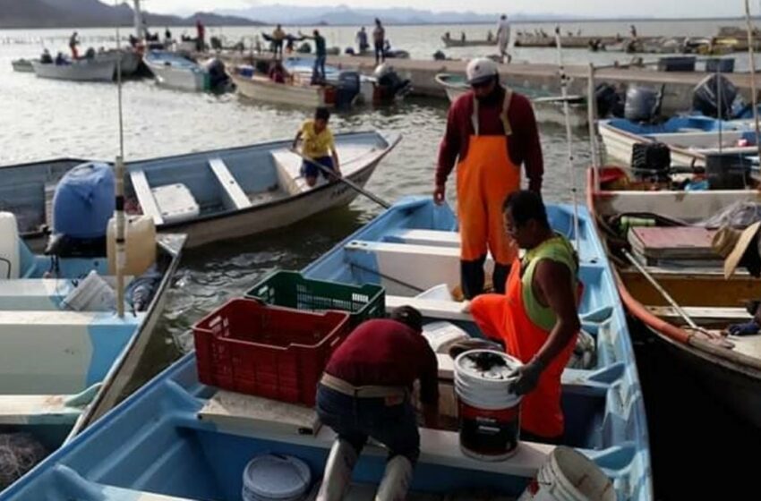  Ribereños de Guaymas y Empalme tienen repunte en pesca; benefician bajas temperaturas