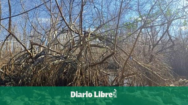  Técnicos de Medio Ambiente: daño a humedal en Samaná violenta acuerdos – Diario Libre