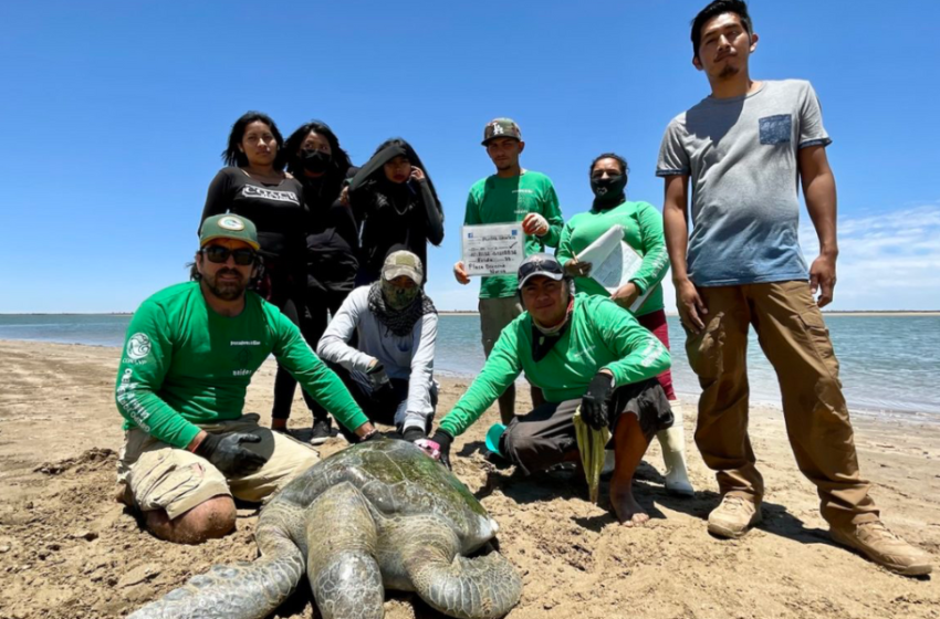  Los Becerra: familia de ex pescadores que se dedica a proteger la tortuga marina en el noroeste
