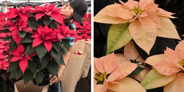  9 curiosidades de la flor Nochebuena que México regaló al mundo