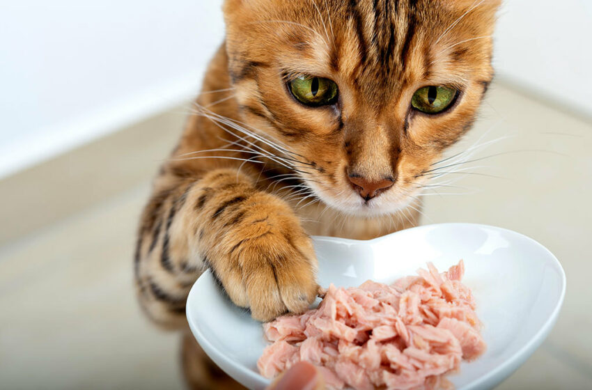  Qué otros alimentos pueden comer los gatos, además de las croquetas – UnoTV