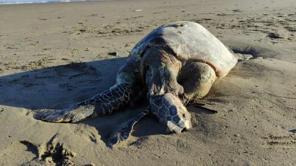  Recala tortuga muerta en las playas de Coatzacoalcos, alertan por incremento de decesos en el sur