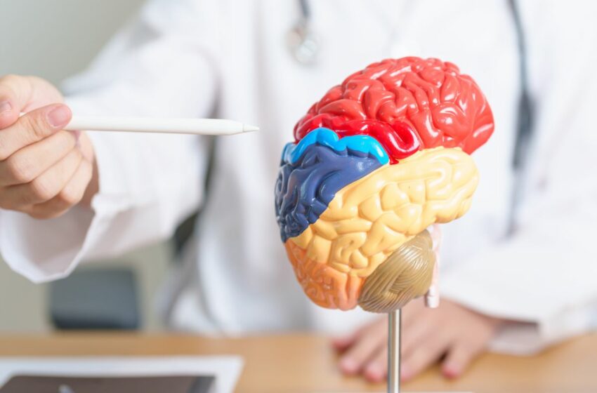 Tips para cuidar la salud de tu cerebro – Somos News