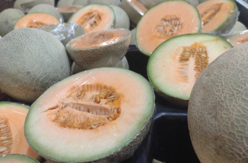  Melón cantaloupe de Sonora no tiene salmonella – Telemax