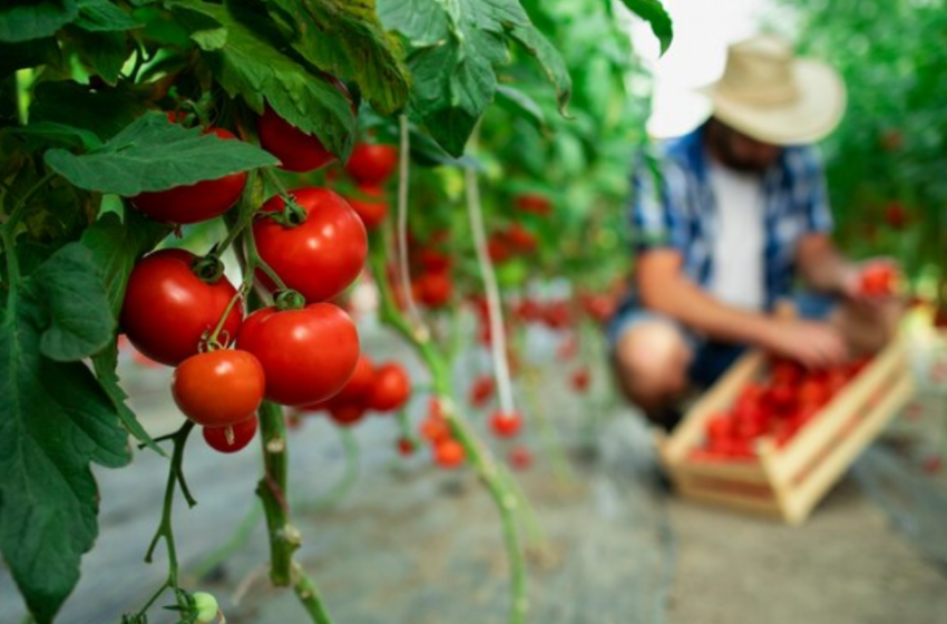  Comer tomate ayuda a prevenir la hipertensión en adultos mayores – ADN 40