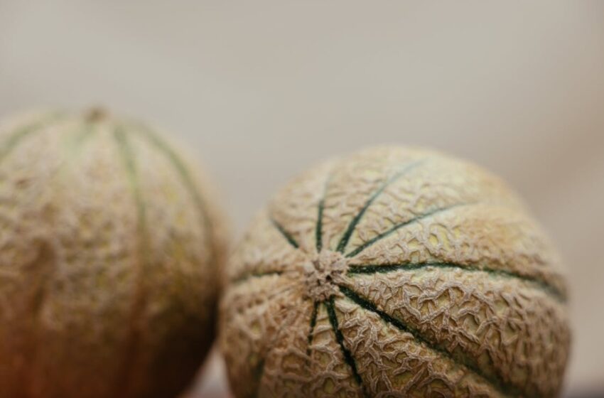  Producción de melón en Sonora no está contaminada, según análisis de laboratorio