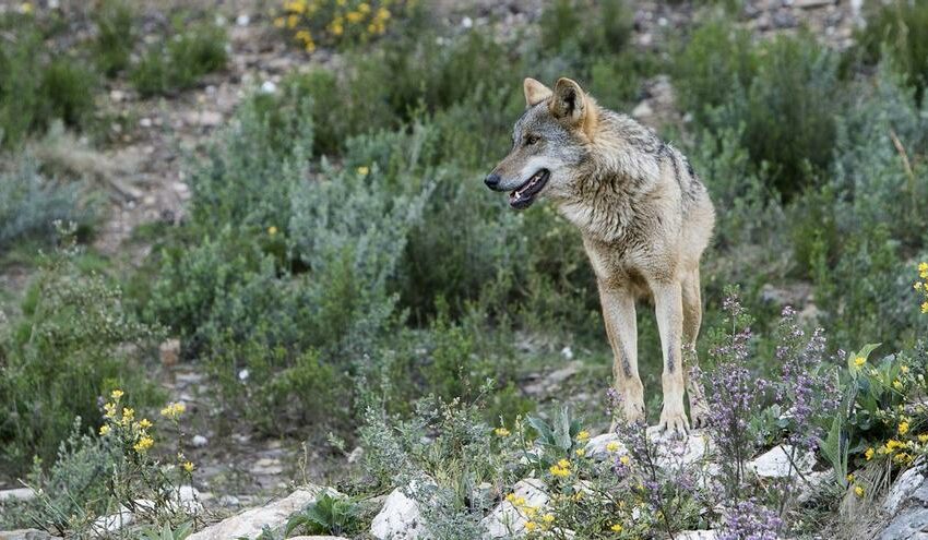  Medio Ambiente abre la puerta a retirar la protección del lobo en Asturias: éstas son las …
