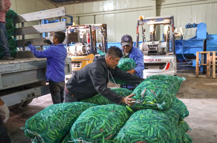 México, entre los principales productores de chile verde en el mundo: Agricultura