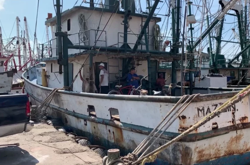  Solo el 25 por ciento de barcos camaroneros de Mazatlán saldrá a pescar en inicio de 2024