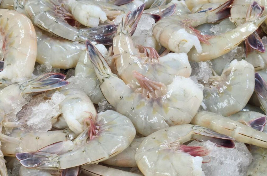  Exportación de camarón en Sonora está detenida por vacaciones en Conapesca – Excélsior
