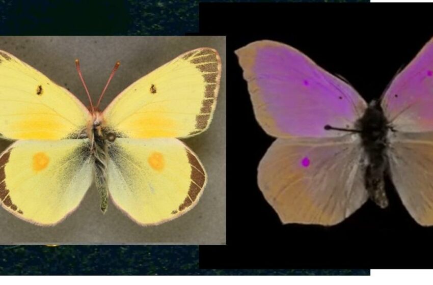  Un nuevo sistema permite ver en movimiento los colores con los que ven la vida los animales