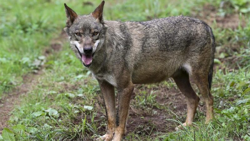  Abogada General del TJUE propone reconocer una protección atenuada al lobo al norte del Duero