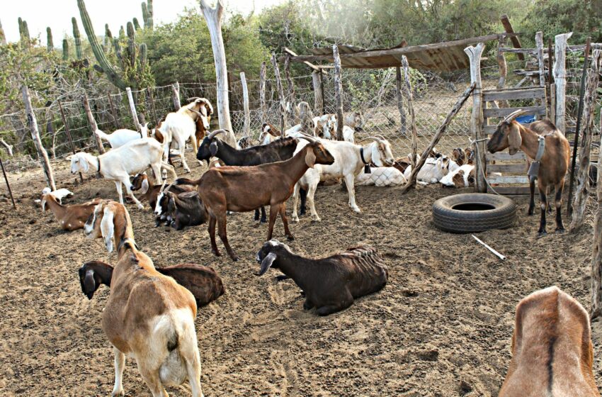  Inauguración histórica de Sala de Matanza en San Francisco de la Sierra – Diario Humano