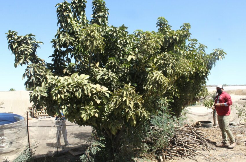  Éxito en la lucha contra la mosca de la fruta en Baja California Sur | Diario Humano