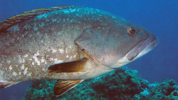  La pesquería del mero sigue en picada – Reporteros Hoy
