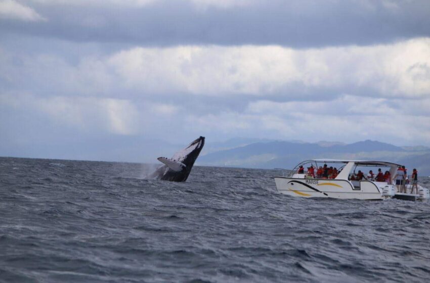  Medio Ambiente firma acuerdo de compromiso para proteger ballenas jorobadas este 2024 …