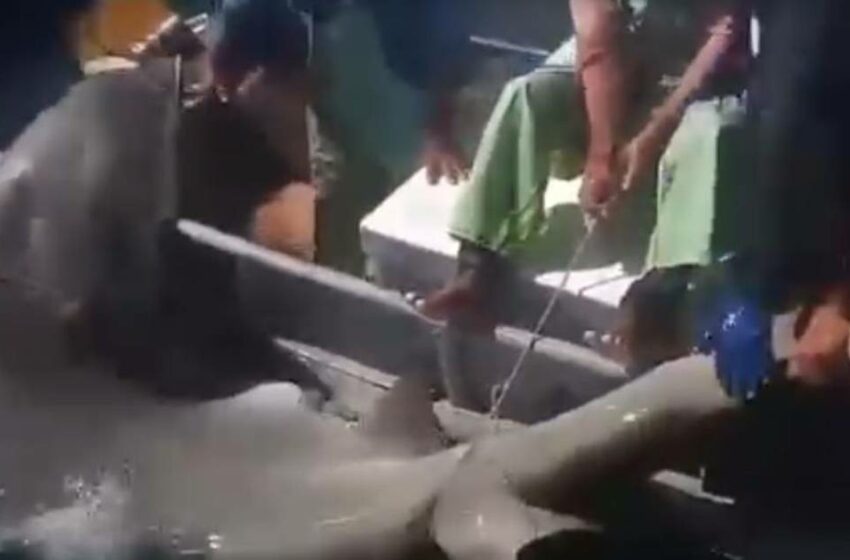 Pescadores de Tabasco capturan 2 ejemplares de tiburón martillo en peligro de extinción