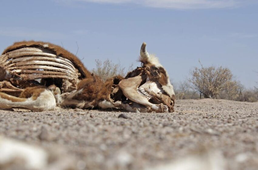  Sequía genera pérdidas de un 20% del ganado en Sonora: URGS – El Sol de Hermosillo