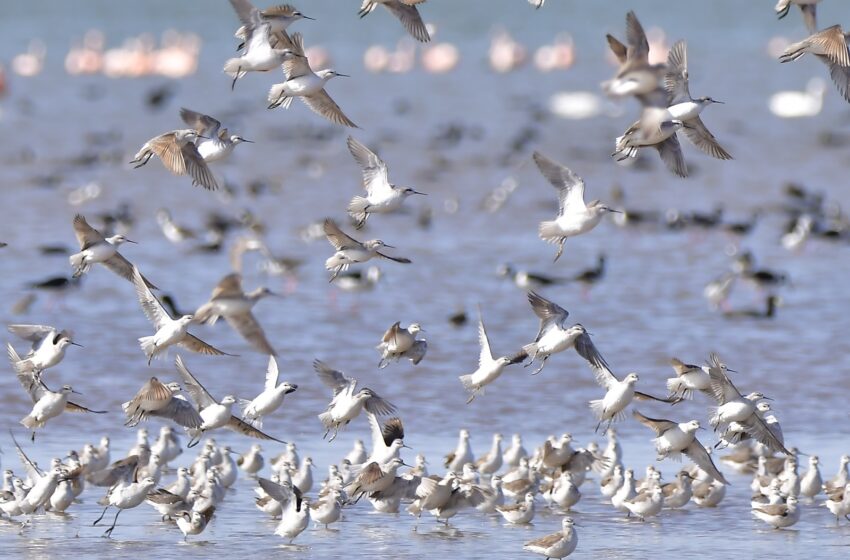  Día Mundial de las Aves: ¿Qué hacemos en la provincia de Córdoba para protegerlas?