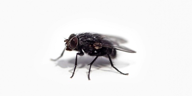 ¿Es buena idea seguir comiendo si la mosca se paró en tu comida? – Informador.mx